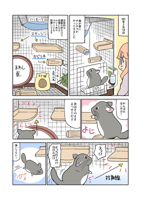 チンチラが我が家に来た時の漫画です
#チンチラのぽこすけ 