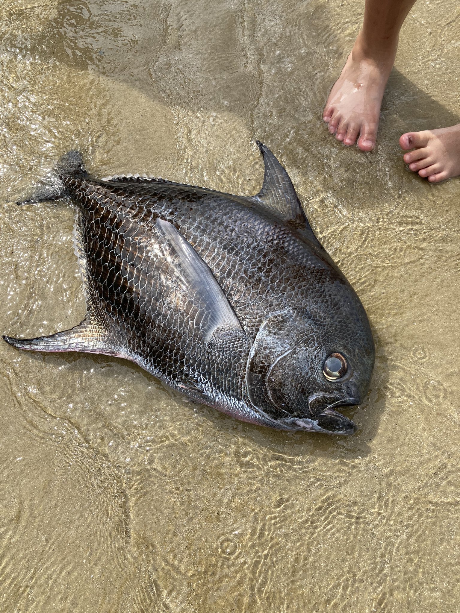 Cokeco 沖からやってきてゴムボートに突っ込みそのまま打ち上がったという巨大魚 硬質でメタルブラックなボディとつぶらな瞳の相性がめちゃくちゃかっこいい魚ですねー 調べてみたけどヒレジロマンザイウオで合ってるかな おじさんの登場にその場で