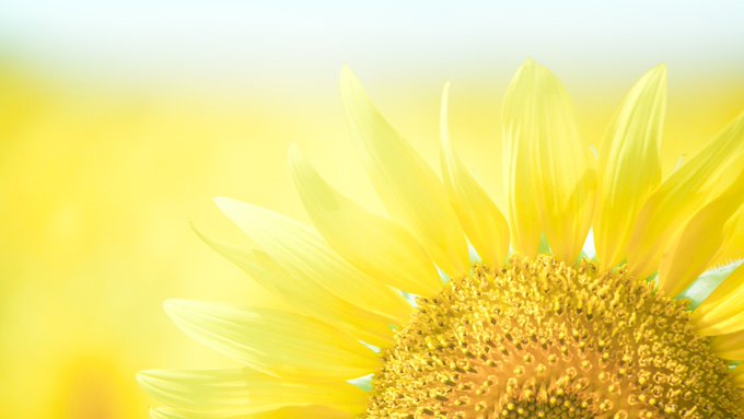 肥前くんがまさかのブラックベリーティーとのことですが ここでブラックベリーの花言葉をおさらいしておきましょう ブラックベリーの花言葉 は 人を思いやる心 素朴な愛 孤独 そして あなたと共に