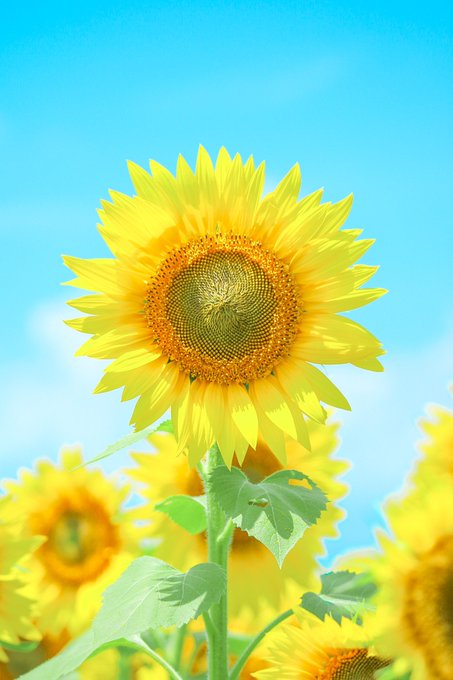 肥前くんがまさかのブラックベリーティーとのことですが ここでブラックベリーの花言葉をおさらいしておきましょう ブラックベリーの花言葉 は 人を思いやる心 素朴な愛 孤独 そして あなたと共に