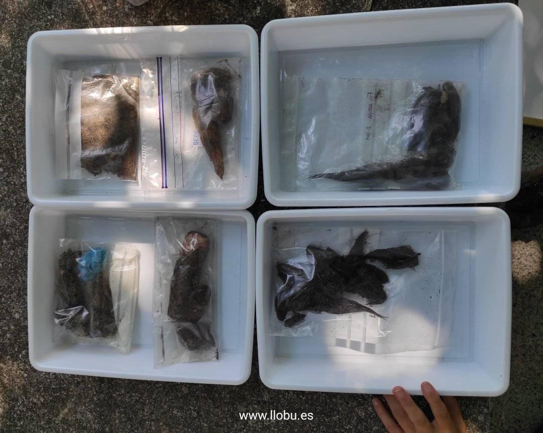 ¿De qué se alimentan los lobos en la Sierra de la Culebra? ¿Qué consumen después de darse un atracón de carne? ¿Es posible diferenciar entre un excremento de lobo de uno de perro o de zorro?
 
llobu.es