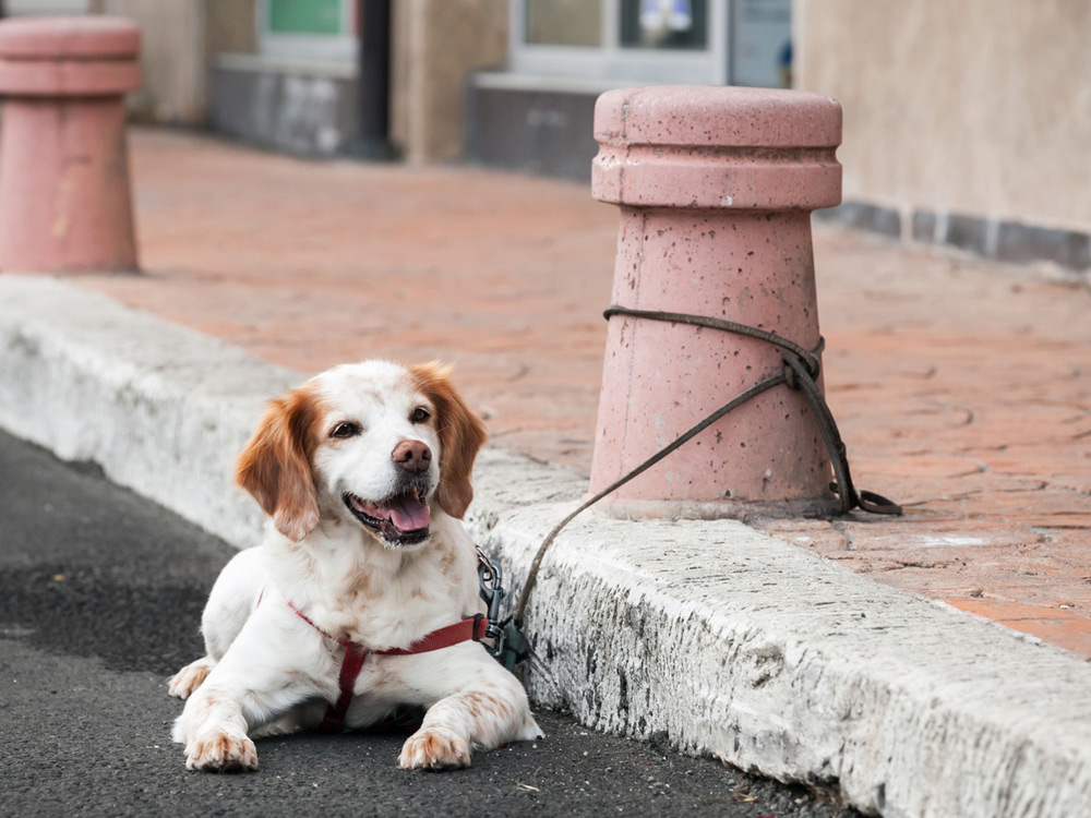 guardiacivil's tweet photo. ¿Dejas a tu perro en la calle mientras tu haces las compras o comes en un restaurante?  Pues estas son las consecuencias:

☑ Te lo pueden robar,
☑ es vulnerable
☑ pasa calor
☑ y sufre ansiedad.

#YoSiPuedoContarlo #VeranoSeguro también para él. https://t.co/3Z0n8ANEd8