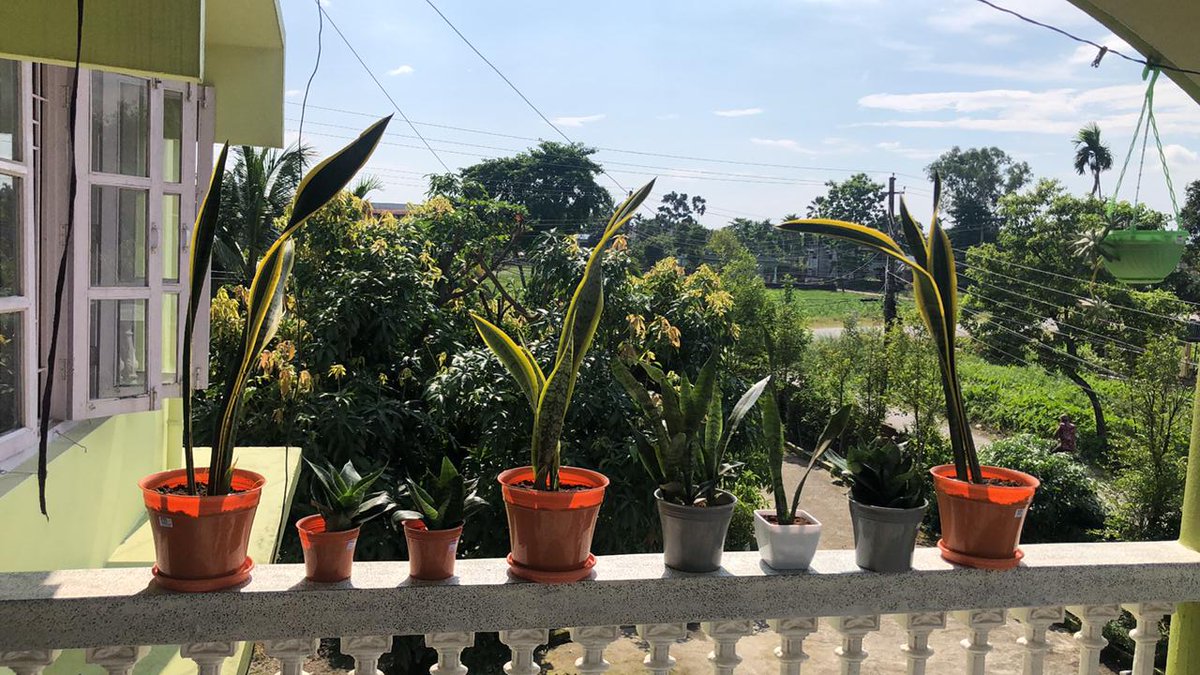 Madhvi26's tweet photo. Joy of taking all my snake plants outdoors for some sunbathing ☀️ #Nepal  #snakeplants https://t.co/J9kvJh3yvi