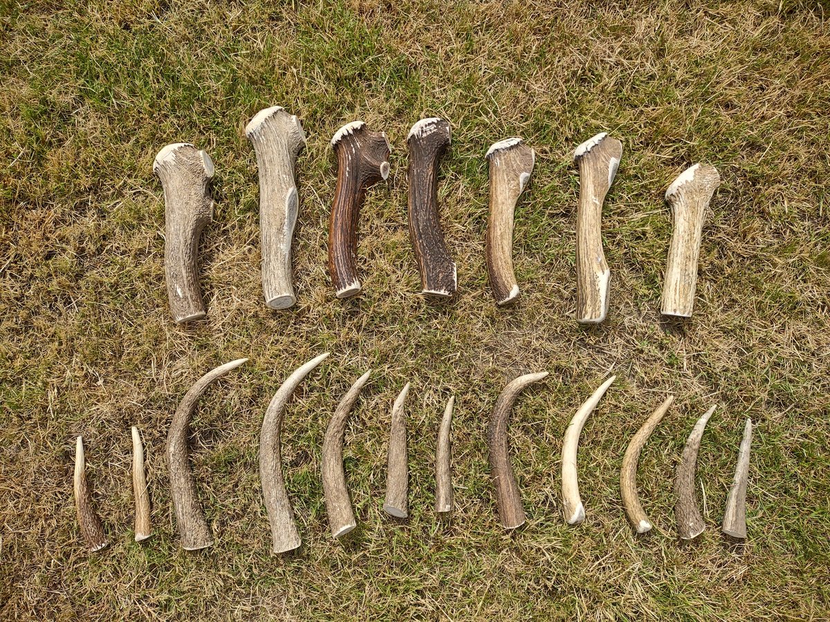 Jake_Rowland1's tweet photo. Antlers assemble... flint knapping soft hammers, pressure flakers and punches ready for @lithicsociety knapping weekend @butserfarm!!! https://t.co/XeuLvKTycp