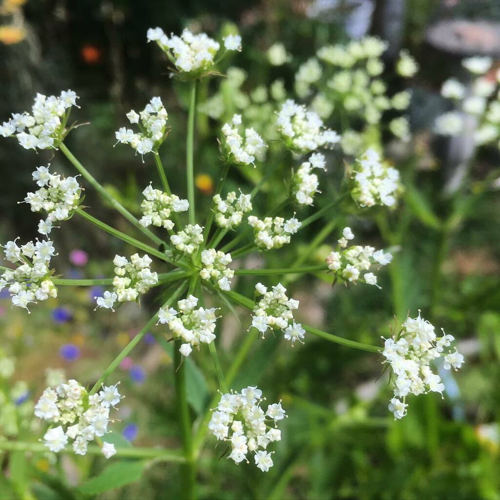 Rhizowen's tweet photo. Be it ever so umbel: nakhankam (Sium suave). A larger, wilder, rangier version of #skirret (S. sisarum), with thin, edible roots. Tastes similar to skirret. Cross-breeding potential? #apiaceae #nakhankam #plantbreeding #waterparsnip #radixrootcrops #umbe… https://t.co/ocHy8Fs19E https://t.co/RwJtNjDvaK