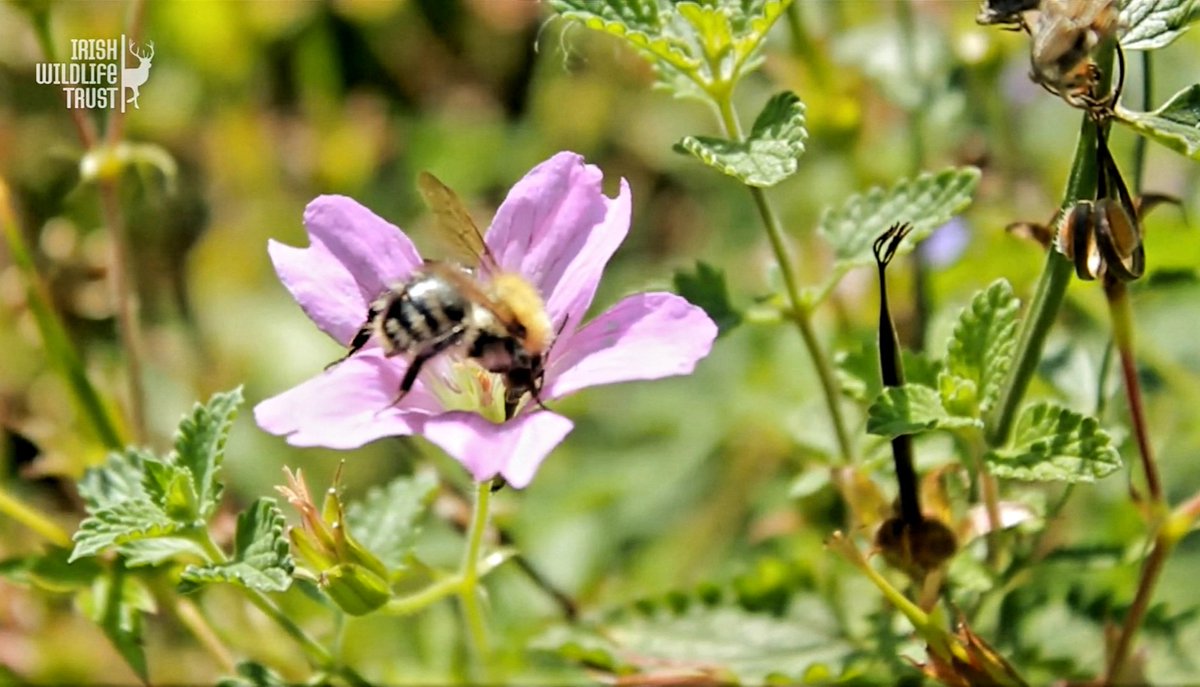Brid_PA's tweet photo. @OpinionLine96 Check out the @Irishwildlife #PeopleForBees training &amp; information. 🐝 
kieran.flood@iwt.ie #Bees #BeeMonitoring #GardenBees https://t.co/E92KPG7t7q