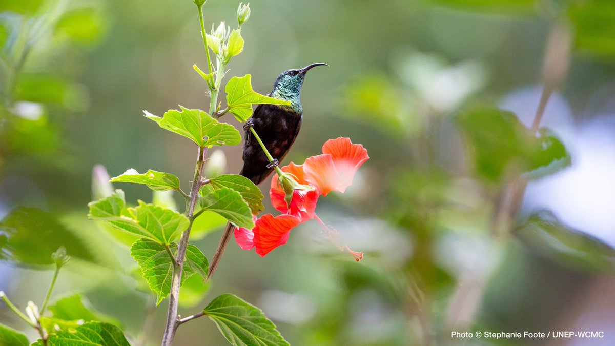 unepwcmc's tweet photo. "The role of applied research has never been more important to ensure that actions are effective, resources are used efficiently, and outcomes for nature and people are understood and sustained." - @JonnyEcology  &amp; @NeilBurgess081 

More @greenfunders👉 https://t.co/kuKLQHRroL https://t.co/DWOefRIptX