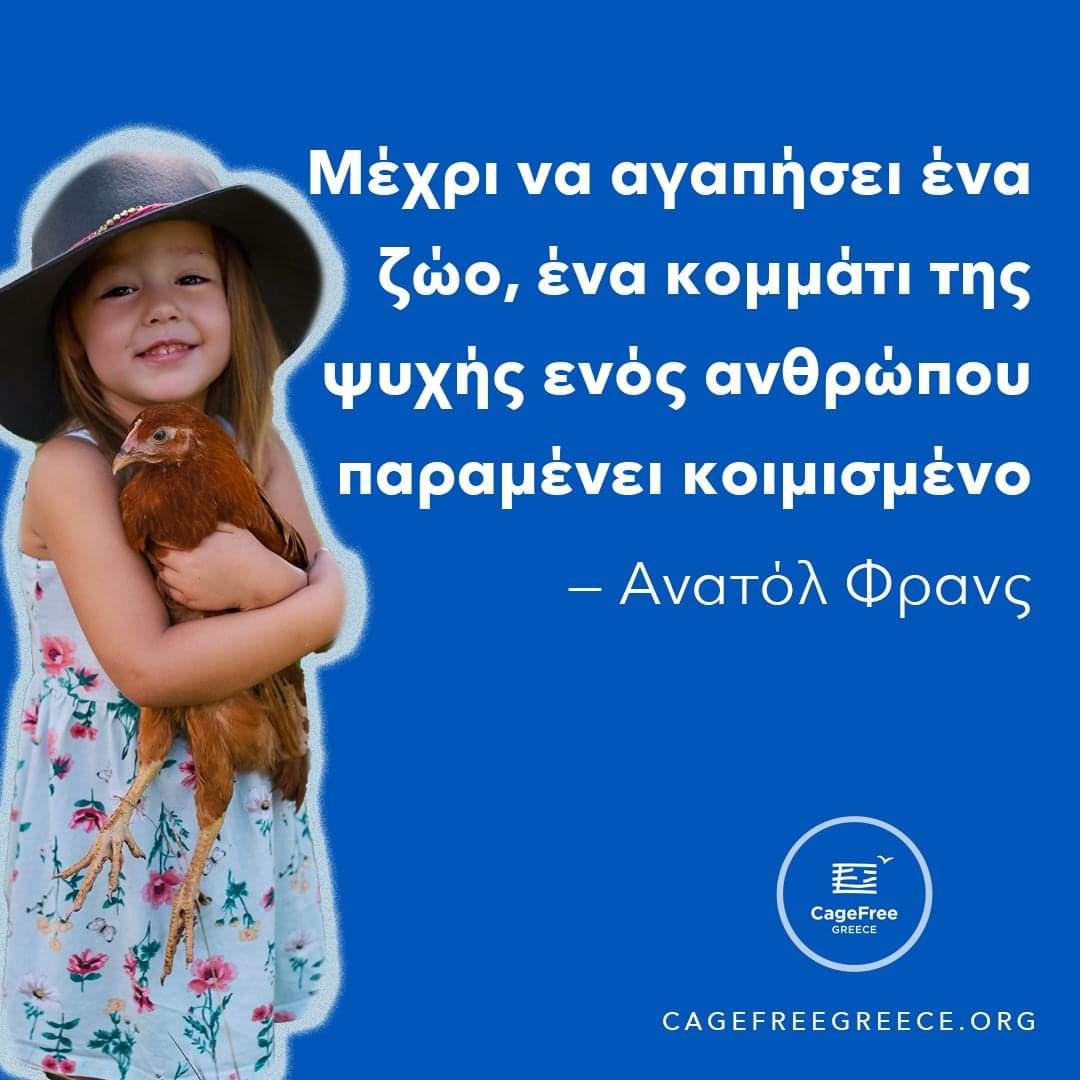 #ΠΦΟ #cagefreegreece #cagefree #animalrights #hens #animalwelfare #greece #animalwelfaregreece #stopanimalcruelty #cagefreehens #cagefreeeggs #animalcharity #batteryhens #rescuehens #batteryhenrescue #endanimalcruelty #hensofinstagram  #govegan #crueltyfree #nonprofit #όρνιθες