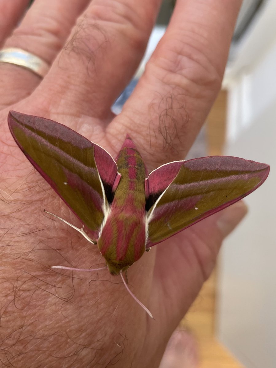 Found one of these in the house today! Pretty impressive … is it an elephant hawk moth <a href="/ChrisPack716/">Chris Pack</a> <a href="/SteveBackshall/">Steve Backshall</a> ??