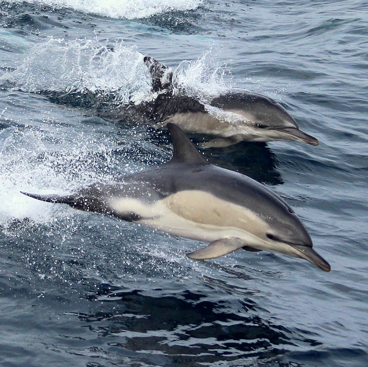 DAERA (@daera_ni) on Twitter photo ⛵️Boating this weekend? Give wildlife its space, especially seals, whales and dolphins. If you are lucky enough to spot dolphin, dont harass them, keep your distance. Learn more from the <a href="/whalesorg/">Whale and Dolphin Conservation (WDC)</a> at youtube.com/watch?v=9_o1SR… ⛵️Boating this weekend? Give wildlife its space, especially seals, whales and dolphins. If you are lucky enough to spot dolphin, dont harass them, keep your distance. Learn more from the <a href="/whalesorg/">Whale and Dolphin Conservation (WDC)</a> at youtube.com/watch?v=9_o1SR…