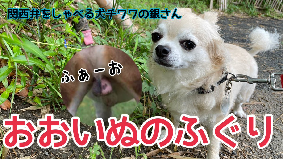 チワワの銀さん Tiwawanoginsan Twitter