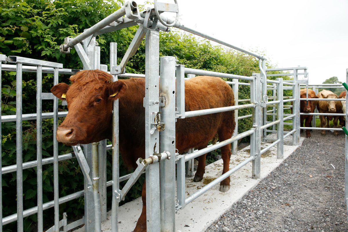 teemoreengltd's tweet photo. Teemore crush gate and Handling facility.
This crush gate is ideal for dealing with all temperaments of cattle, as it can come with a three piece front cage, adding that extra bit of security. #farmsafety #crushfacility #contentcattle https://t.co/TyT0dB0JYv