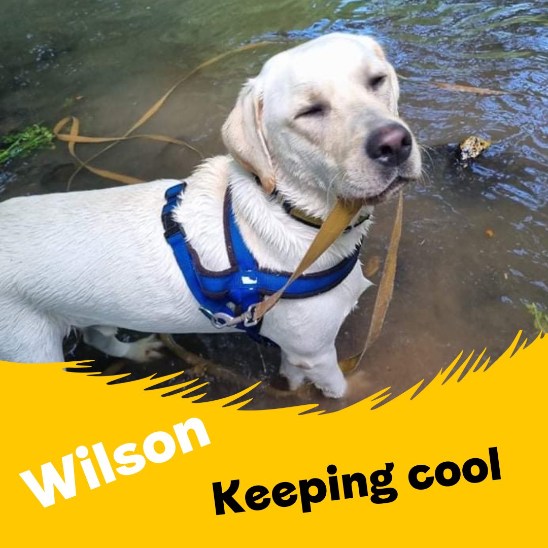 WILSON @DogsTrust #Ilfracombe knows which way he wants to go this morning... In the water. 💦💦💦 #KeepdogsCool #CoolToBeKind #heatwave #HotWeather 💛🐶💛