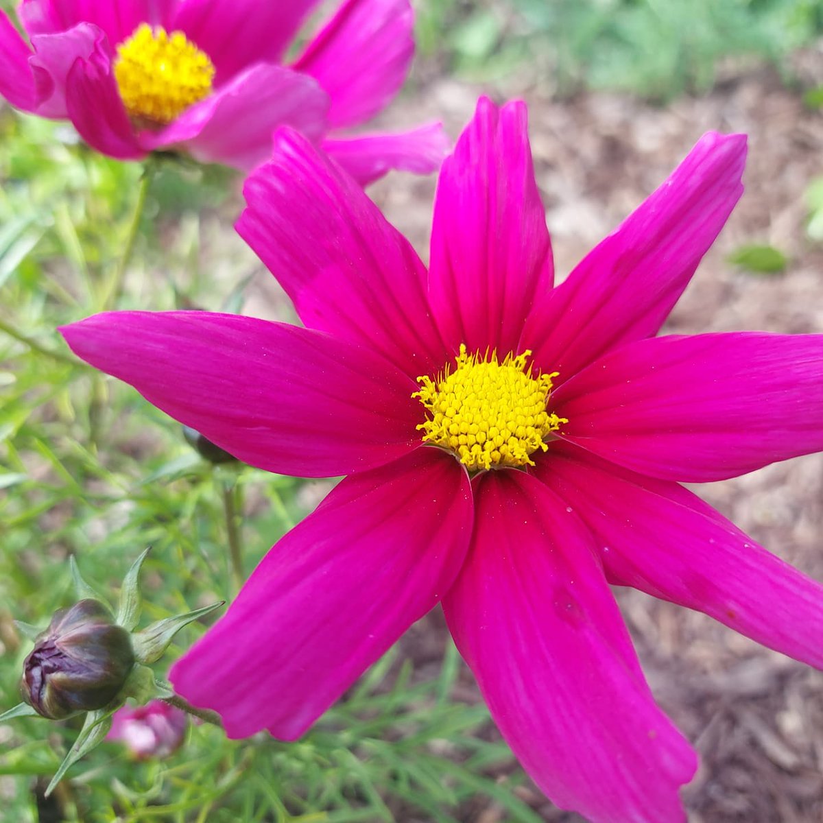 pearsebrospark's tweet photo. Some of the flowers in our #smallpark for #flowersonfriday. https://t.co/nQ8CcAiTON
