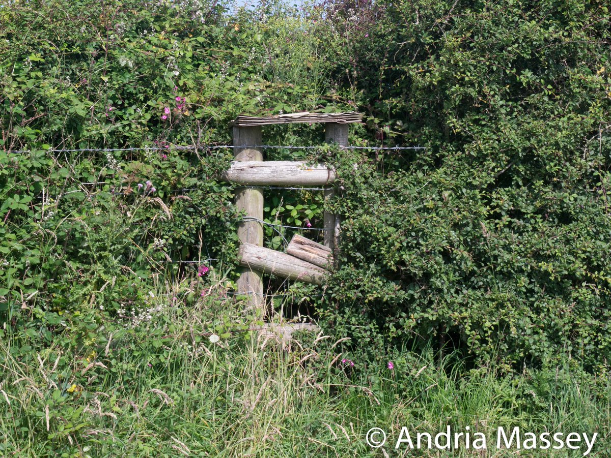 RamblersCymru's tweet photo. #GwefrGwener - ymdrechion gwych gan Ramblers Ynys Mon i glirio llwybrau a gosod camfeydd ar lwybr troed sydd wedi'i rwystro ger #Bodedern @cyngormon
Darganfyddwch fwy am gyfleoedd gwirfoddoli gyda @RamblersGB> https://t.co/3qLBk9eW3G #KeepWalesWalking #CymruCerdded https://t.co/sgHz9AyJR6