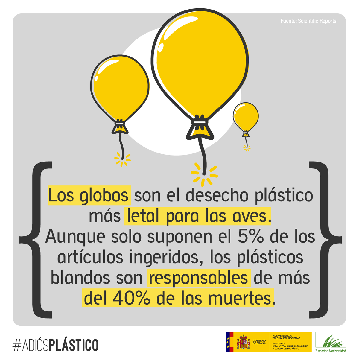 Se calcula que muere casi 1⃣ de cada 5⃣ aves marinas que los ingirieren, probablemente por la obstrucción intestinal que les produce 🎈

Que los globos no contaminen tu fiesta.

#AdiósPlástico 👋