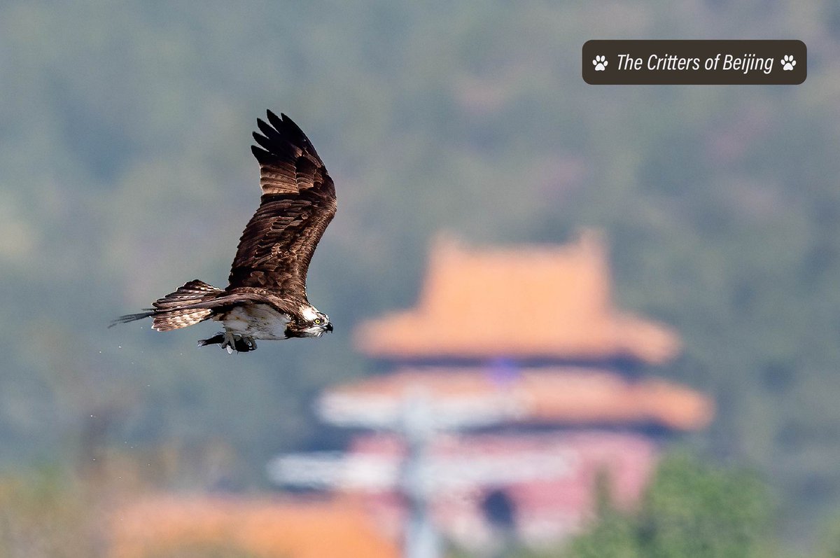 VisitBeijingcn's tweet photo. Ospreys can often be found soaring over Beijing's many wetland parks. Watch long enough & you just might see one in action: when it spots a fish, it glides over the water and then plunges below the surface to snatch its prey.
📷 Yi Nuo
#visitbeijing #Crittersofbeijing https://t.co/ltBkTy5Drq