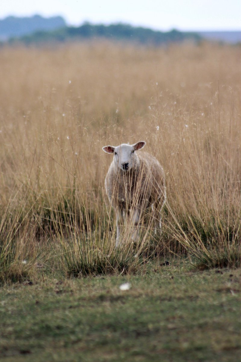Recharge and get back to nature in Oakham and explore Rutland Waters. This tranquil and peaceful #MyHiddenGems is sure to help you unwind. I love to dust off my digital SLR so I can capture close-ups like this one. Share the #MyHiddenGems that help your toes to uncurl! 💎