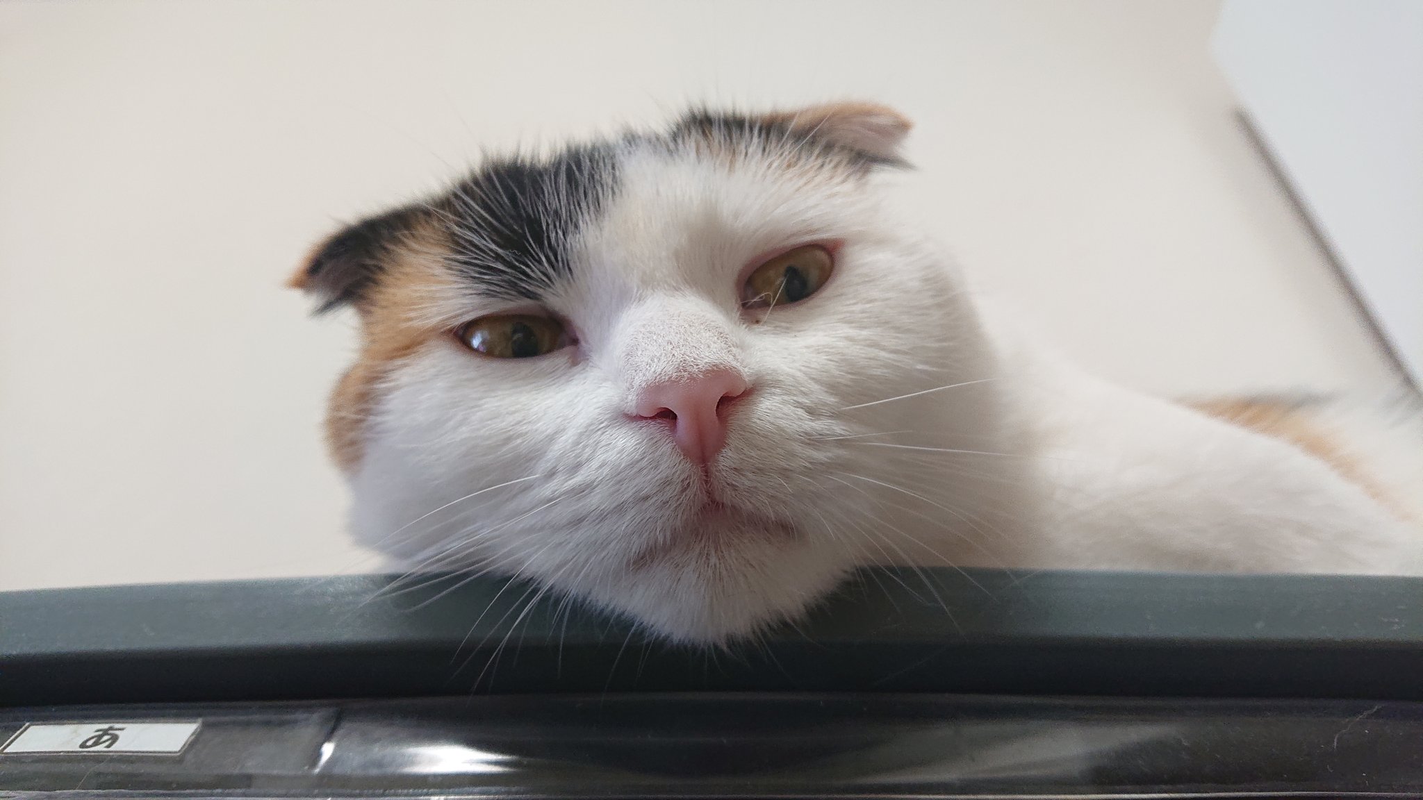 猫好き Twitter Search Twitter