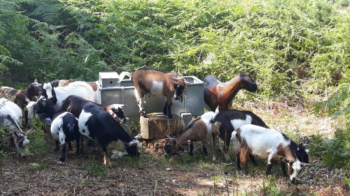 Surrey Heath Borough Council (@surreyheath) on Twitter photo Look who are back at Lightwater Country Park for the summer! 🐐
They are from from <a href="/MillersArk/">Miller's Ark Animals</a> and a mixture of pygmy goats and regular sized goats. Initially we have received 15 goats, with more to follow.
If you see the goats please take photos but please don't disturb them. Look who are back at Lightwater Country Park for the summer! 🐐
They are from from <a href="/MillersArk/">Miller's Ark Animals</a> and a mixture of pygmy goats and regular sized goats. Initially we have received 15 goats, with more to follow.
If you see the goats please take photos but please don't disturb them.