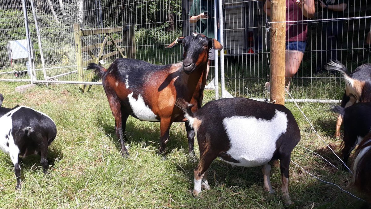 Surrey Heath Borough Council tweet media