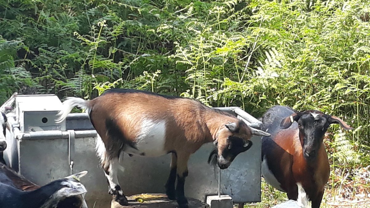 Surrey Heath Borough Council tweet media