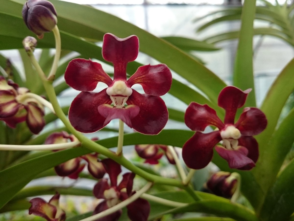 Pure Waterオーキッド Purewater Masa Twitter