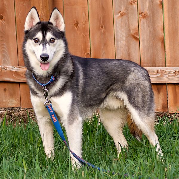 TaysiaBlue's tweet photo. Velino came to us back in December of 2020. This shy guy has made such amazing progress in his foster home since then, and he's ready to share it with YOU! Apply to adopt at https://t.co/gejzRJR1kl <3 https://t.co/rbCVpK1rbe
