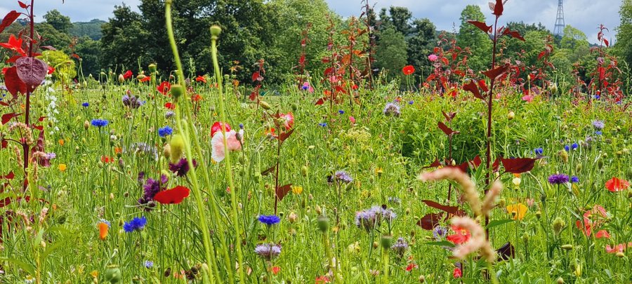 This summer we're going to highlight some of our wonderful parks starting with Dulwich Park and its glorious wildflower meadow. You can explore the park on foot, in a boat or on a bike 