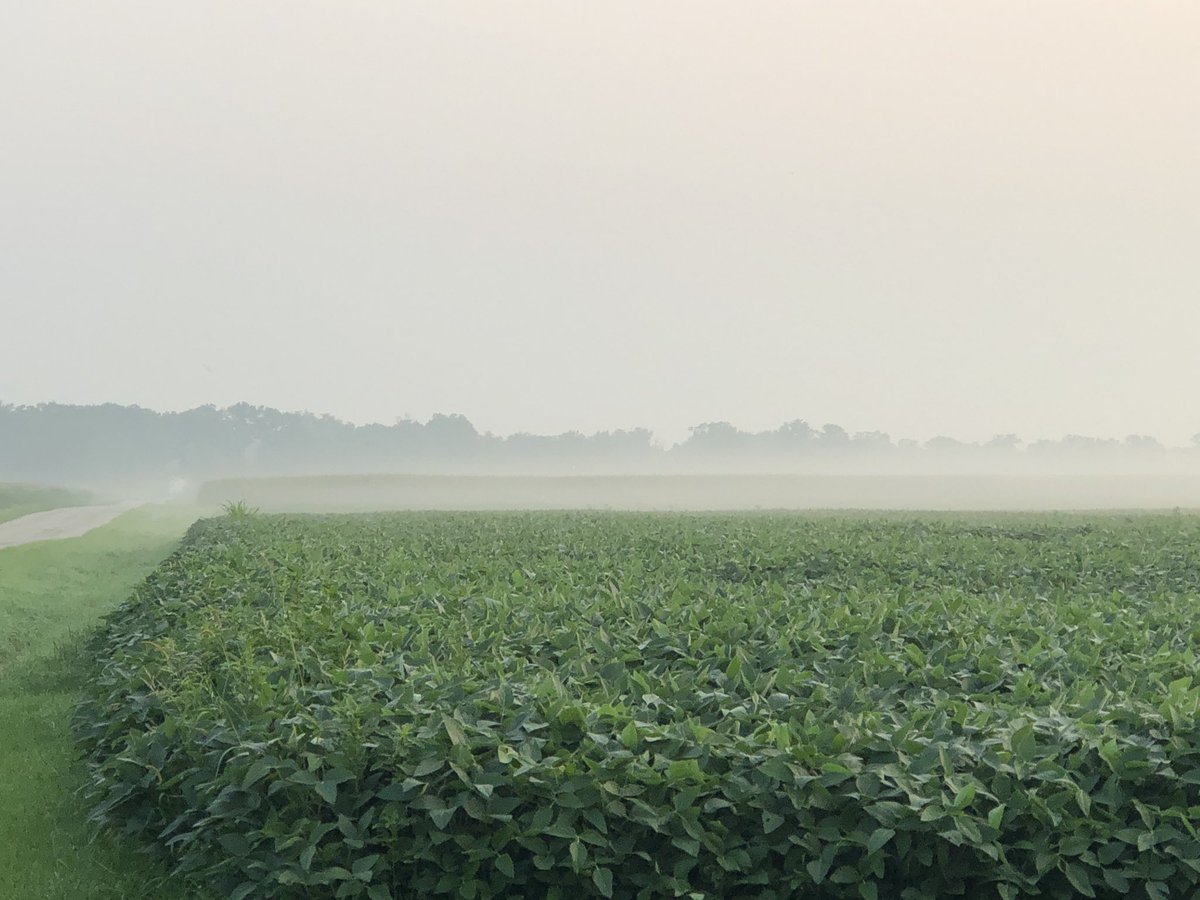 ejehle's tweet photo. Conditions continue to be favorable for Foliar diseases in corn and soybeans.  #tarspot #gls #frogeye #nclb #physoderma #downymildew are just a few we ran across this week #scouting @agrilytics https://t.co/xzc4k8txmO
