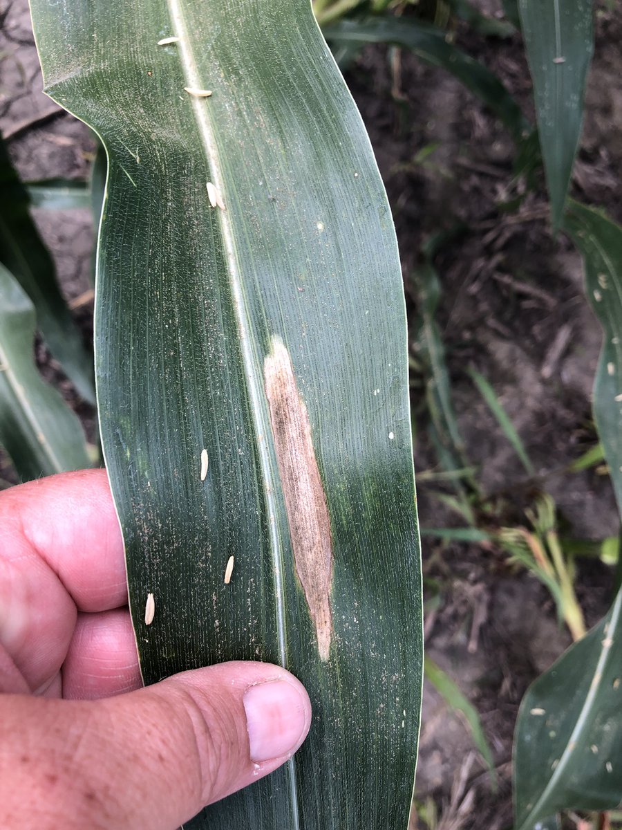 ejehle's tweet photo. Conditions continue to be favorable for Foliar diseases in corn and soybeans.  #tarspot #gls #frogeye #nclb #physoderma #downymildew are just a few we ran across this week #scouting @agrilytics https://t.co/xzc4k8txmO