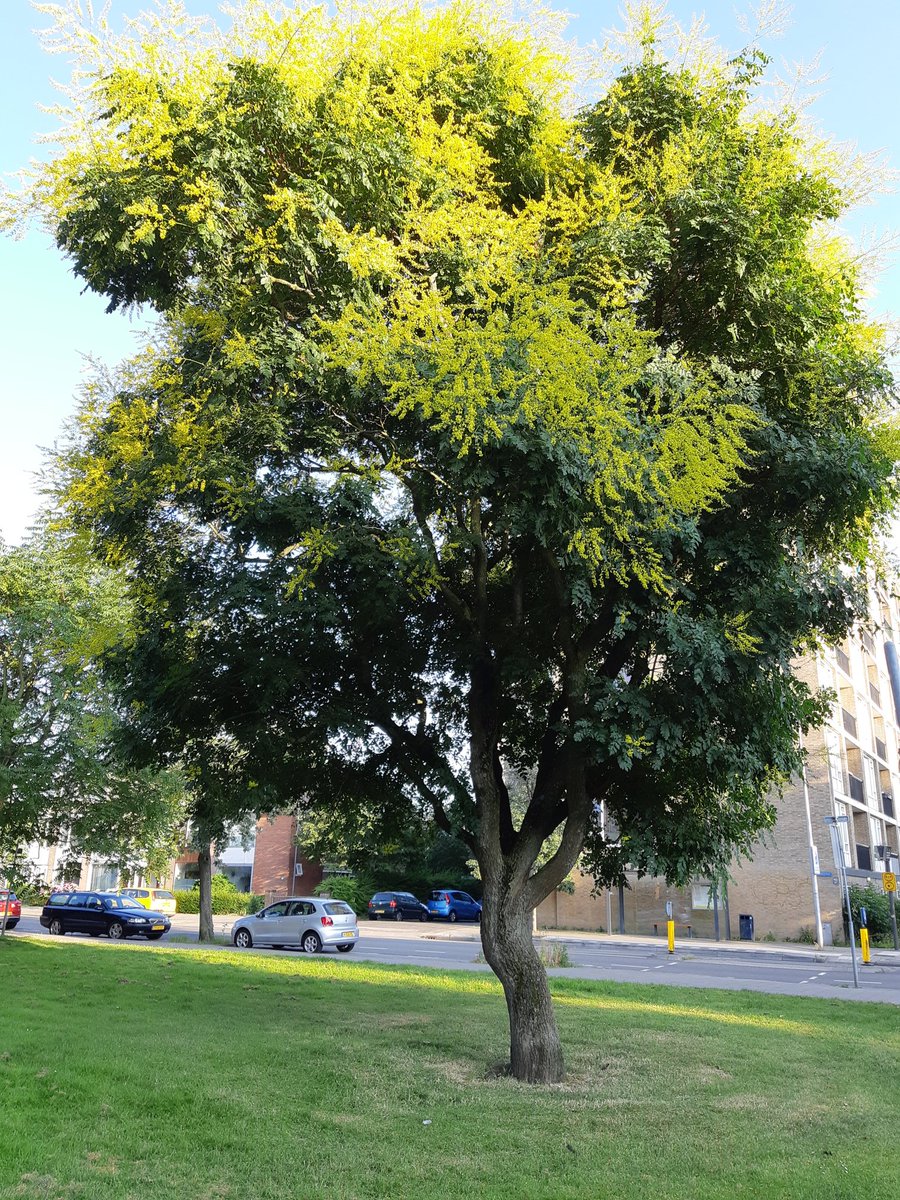 Chinese vernisboom volop in bloei.