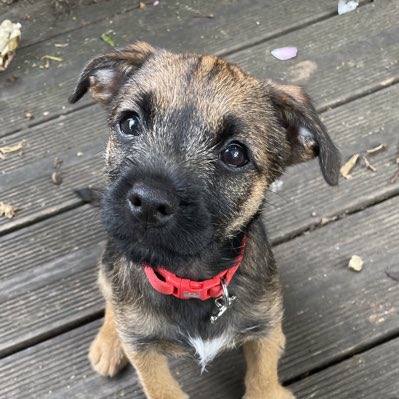 12 weeks old and loving life x #NewProfilePic #btposse