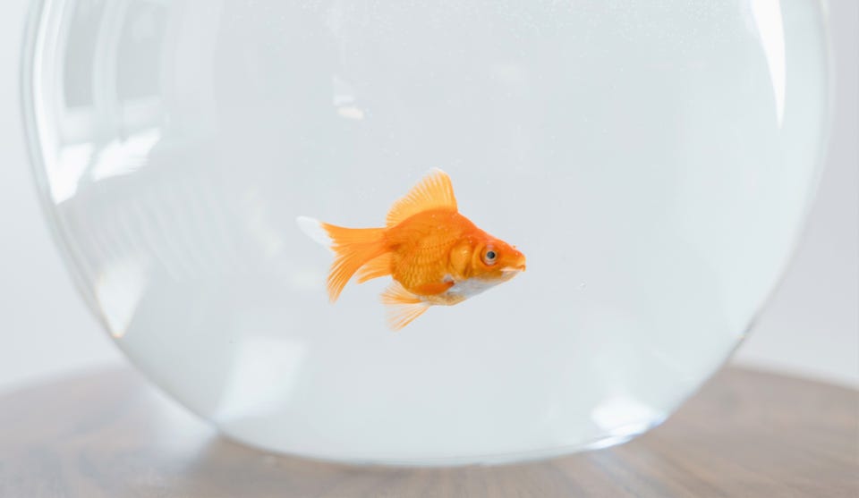 Old Colony Memorial tweet media