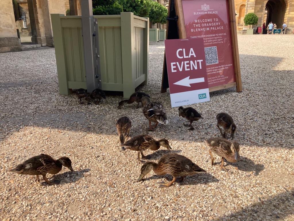 We’re enjoying a fabulous sold-out tour of <a href="/BlenheimPalace/">Blenheim Palace</a> today, our sixth physical event of a busy July for the <a href="/CLASouthEast/">CLA South East</a> team. Great to see so many members again this month. Supported by <a href="/CarterJonas/">Carter Jonas</a> @CJ_Newbury #CLA <a href="/CLAtweets/">Country Land & Business Assn</a> <a href="/MikeValenzia/">MIKE VALENZIA</a> #Oxfordshire #Ox <a href="/jeremy_loxton/">Jeremy Loxton</a>