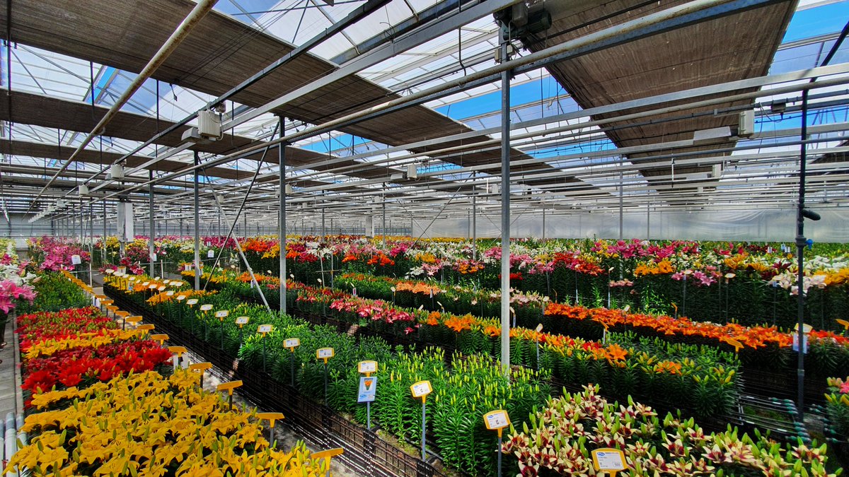 Testresultaten lelieproeven 2021 online!
onings.com/nieuws/test-re…