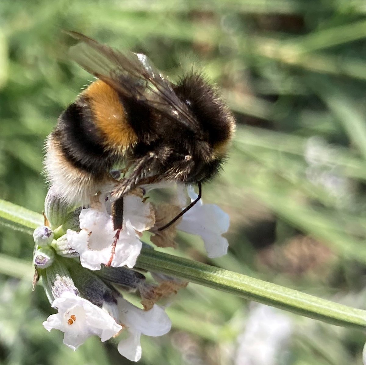 Milton Park bees loving the lavender at the moment.

#beefriendly #biodiversity #bees