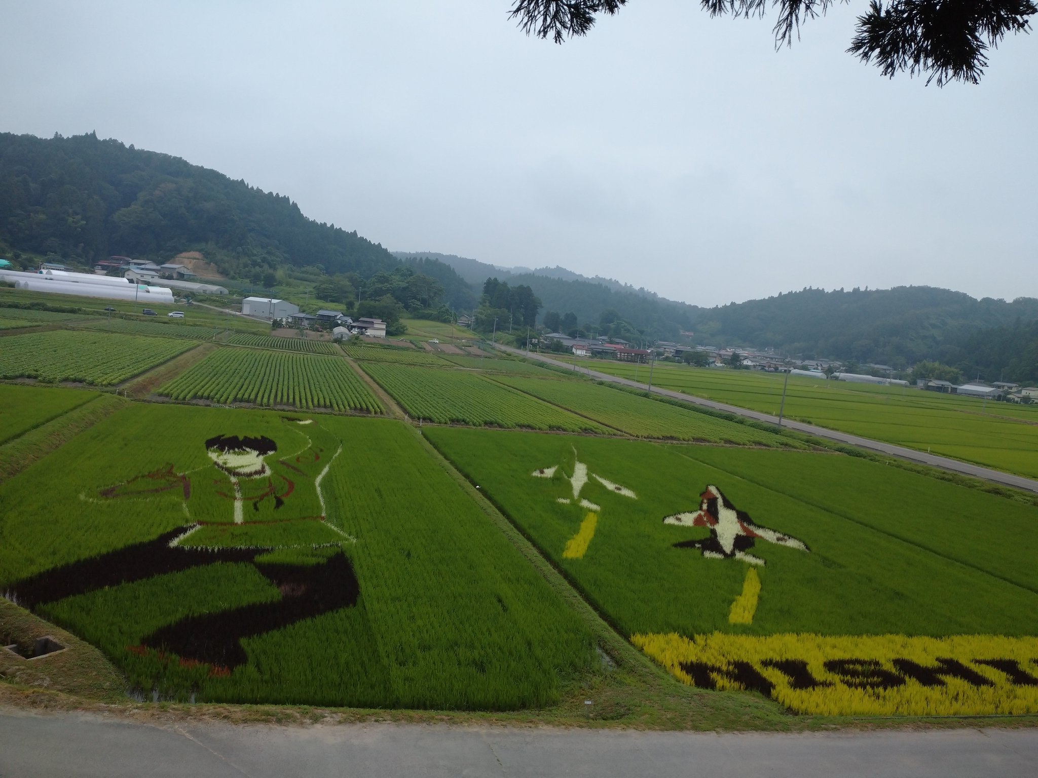 伊達手作り甲冑 やすん でござる 宮城県角田市西根の田んぼアート 8月2日 火 59日目の羽生結弦選手等絵柄の状況 朝8時頃撮影 天気は晴れ 暑いです 見頃を迎えたようです 展望台まで登るのに へとへと 年には 勝てん T