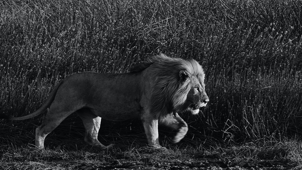 Not surprising that both the Serengeti and the Maasai Mara have famous prides called the Marsh Lions. This is the perfect territory to have when the wildebeest migration is elsewhere - the game come to you