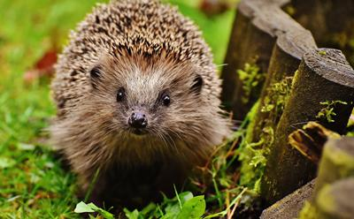 Top work to @uoshfc / @unisouthampton for getting their bronze award in the 'Hedgehog Friendly Campus' project run by @hedgehogsociety . Good luck in achieving your silver award this year ! #uoshfc #universtyofsouthamptonhedgehogfriendlycampus #BHPS #greenimpact