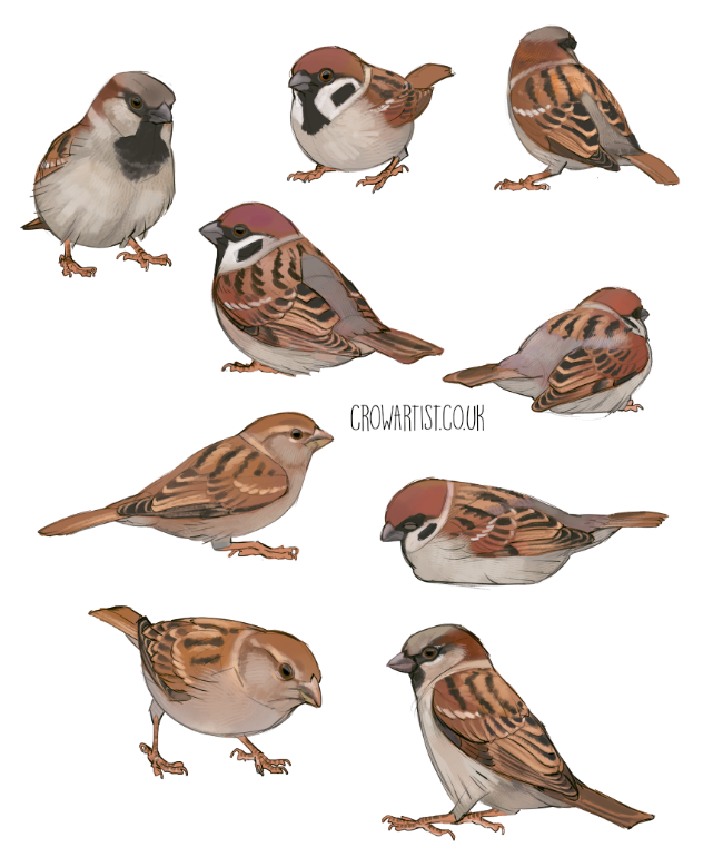 Sketches of the Sparrows in the garden! They are very busy feeding their chicks and sometimes take a quick nap inbetween!
