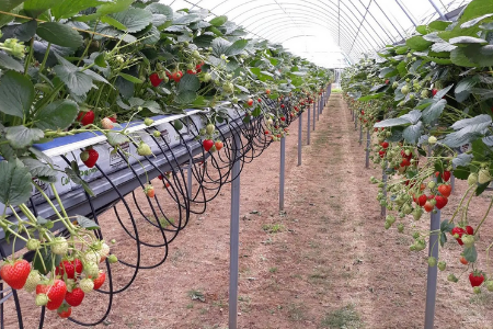 Fruit Focus tweet media