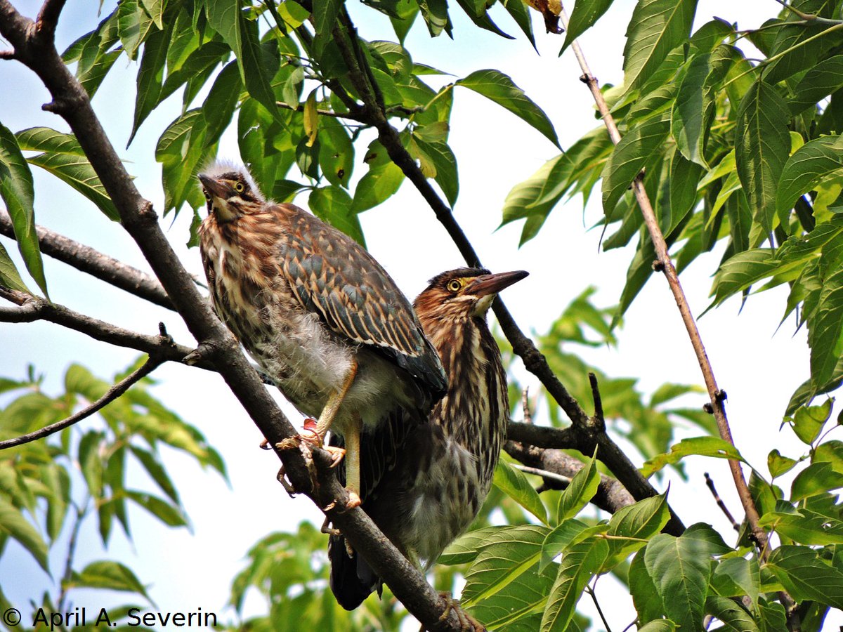 #WildlifeWednesday 7/29/14 #GreenHerons #HendrieValley #RBG #RoyalBotanicalGardens #BurlON #Canada #NorthAmerica #Animalia #ButoridesVirescens #bird #nature #sanctuary #photography #CanadianPhotography