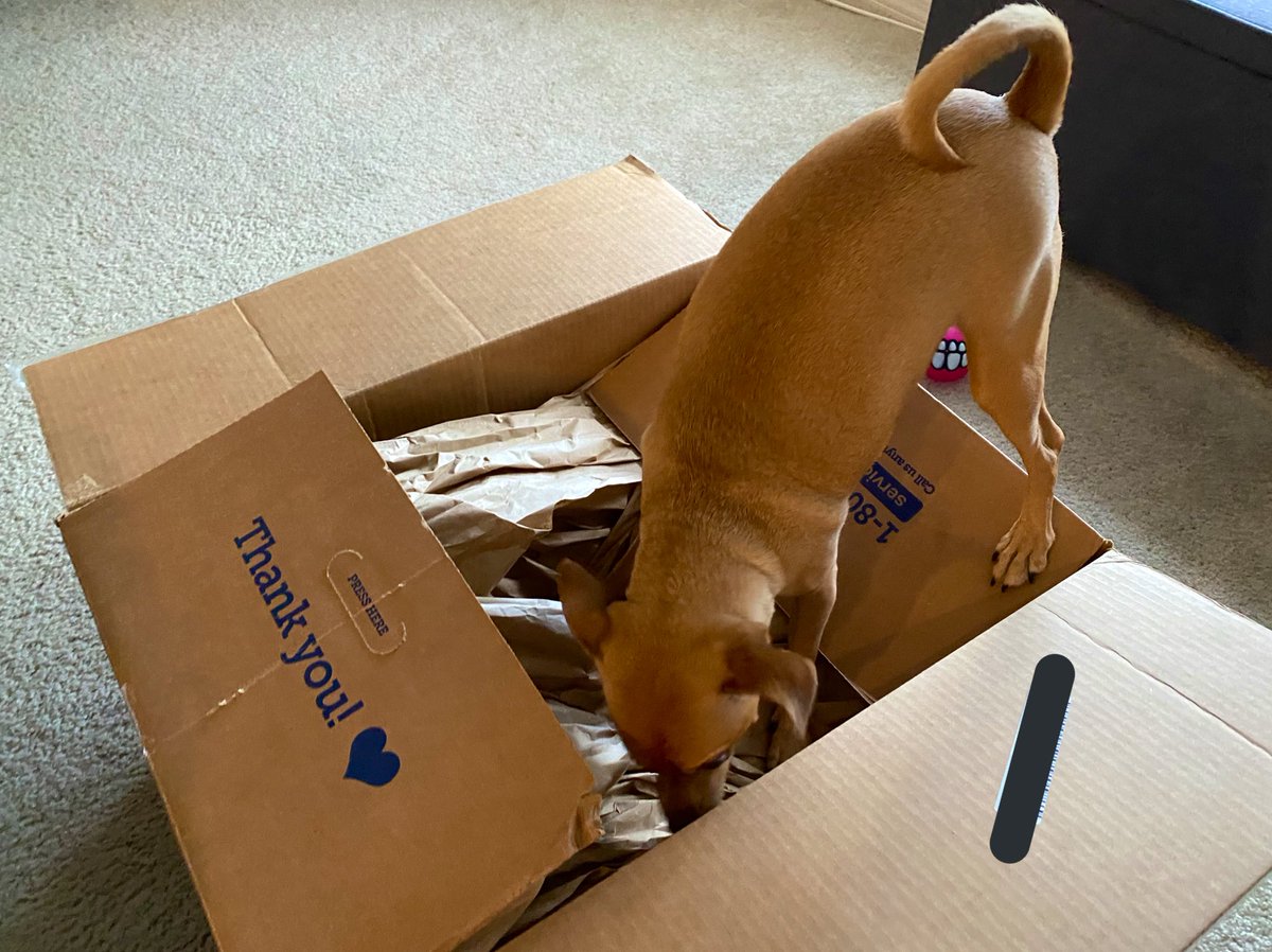 HeatherMonahan_'s tweet photo. #ChanceThePupper did NOT feel like waiting for me to open his @Chewy package π https://t.co/F5LSMrn4sU