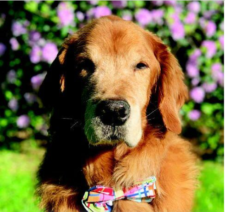 Love Pets Now tweet media