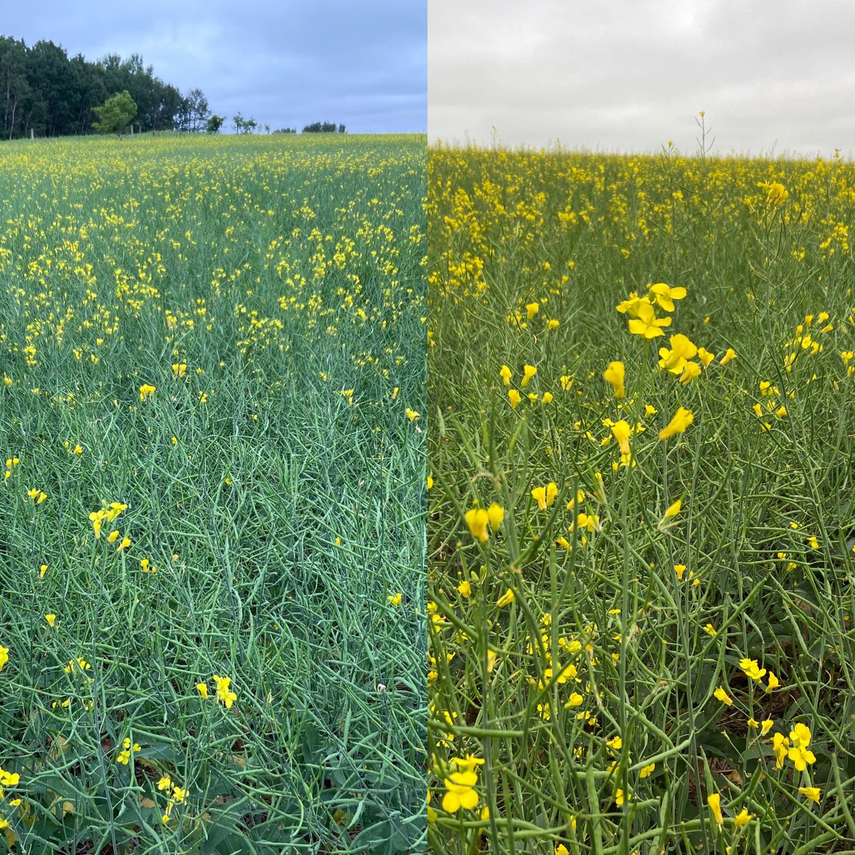 Out walking canola yesterday. 
CS3000 on the left and CS2600 on the right. 
Looking not bad after all the heat! 
<a href="/UFAcooperative/">UFA Co-operative</a> <a href="/canterraseeds/">CANTERRA SEEDS</a> <a href="/CANTERRABrenton/">Brenton Tullikopf</a> 
#UFAinyourfield