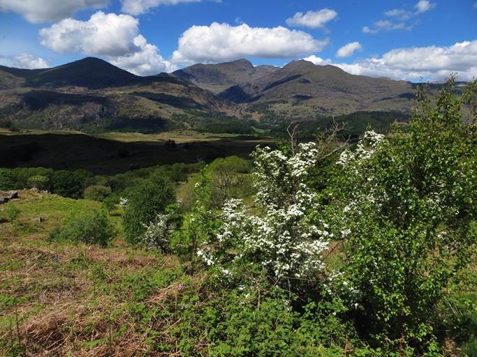 Natural regeneration is just as important and in Snowdonia, our upland farms at Llyndy Isaf and Gelli Iago are the perfect places to allow natural regeneration to expand the Meirionnydd Oakwoods SAC by light grazing with cattle and sheep. [5/5]