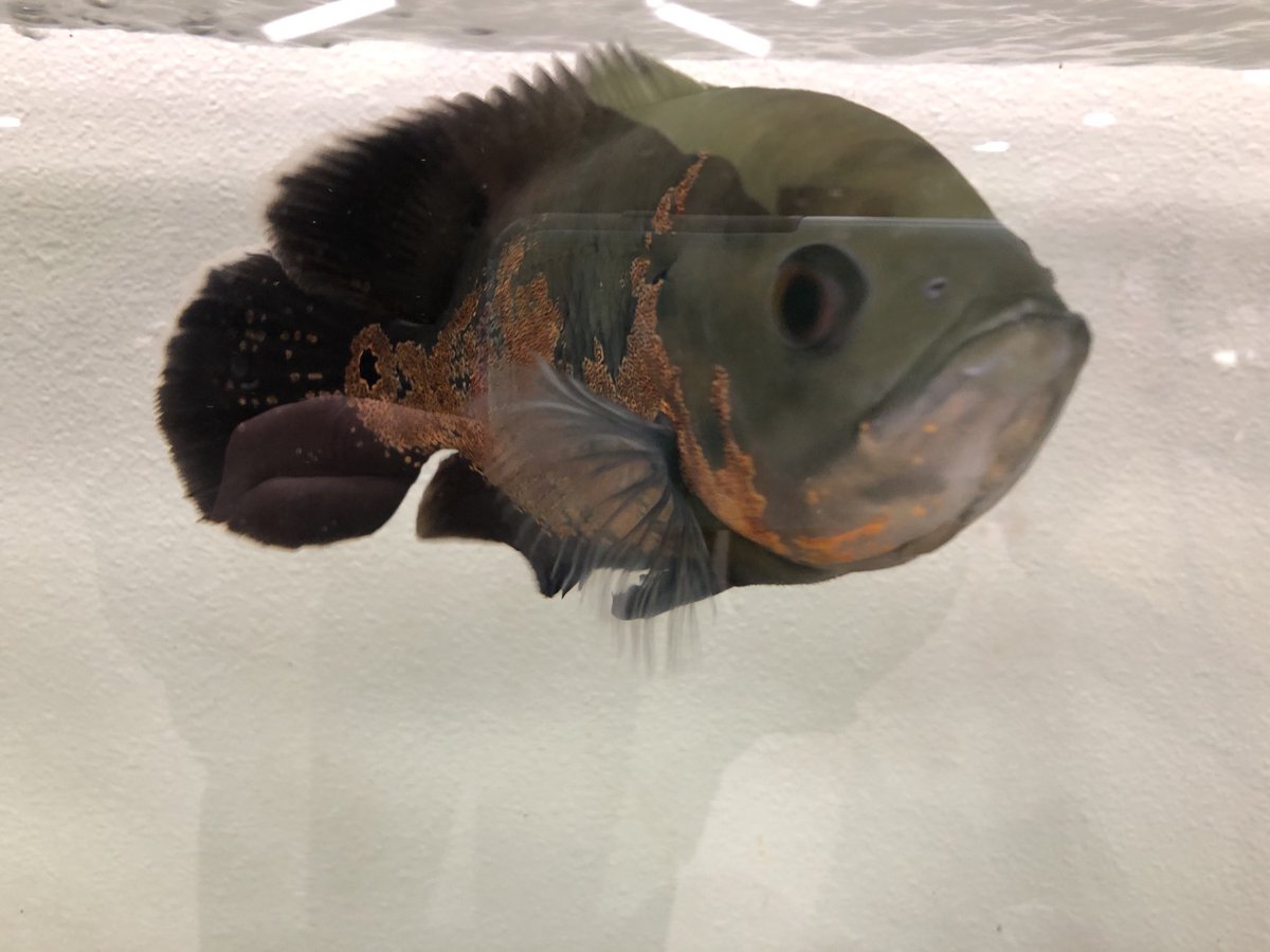 Hey hey hey - don’t miss our ⁦<a href="/KVALnews/">KVAL News</a>⁩  Pet Project Tail-A-Thon benefitting ⁦⁦<a href="/GreenhillHumane/">Greenhill Humane</a>⁩. Did you know they’ve help with 18 different species this year? Fish not included.