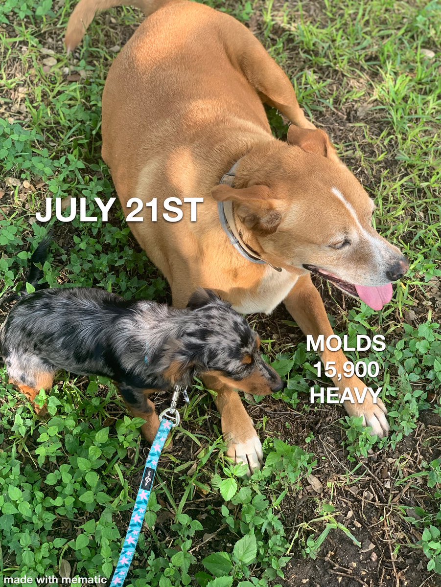 BillTaylorKENS5's tweet photo. good morning π
hardly a break from VERY heavy molds. today, two of our four sweet babies... Ginger (r) is 12 and Leia whoβs 5-months ππ #pollenpets #kens5eyewitness https://t.co/bOpTdVbHNR