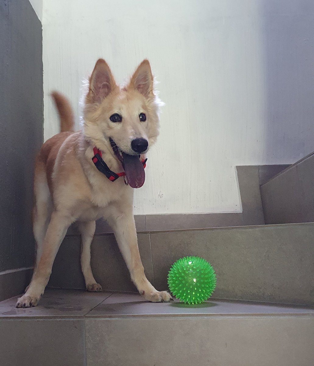 Miloroco's tweet photo. #LaBimba y su balón rebotón. ❤️
#DiaMundialDelPerro https://t.co/BF9ILRZ0Ec